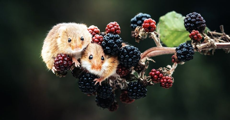 ��������� ���������: ��������, ������������ ����� � ������ �������