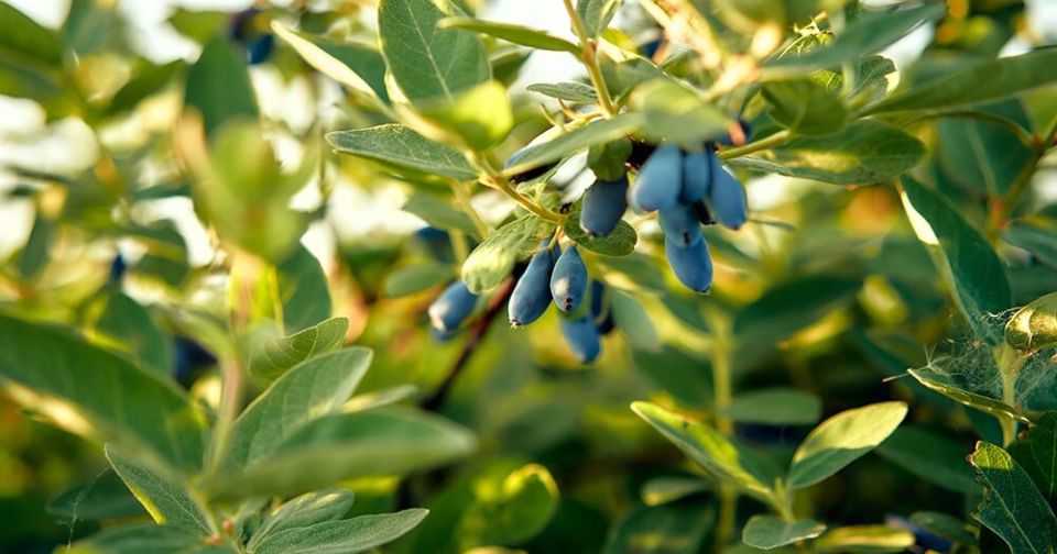 ��� ������ ��� ������� ���������: ��� �������� ������