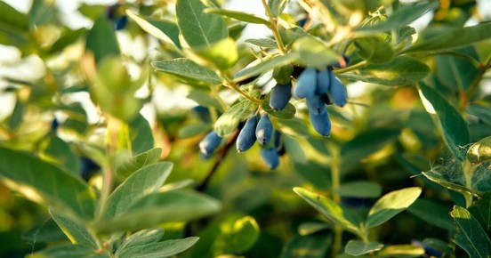 Топ ошибок при посадке жимолости: как избежать неудач