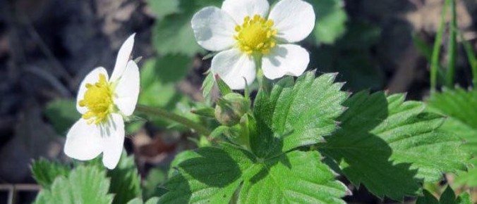 ����������� ������ ��������: ��� �������� ��������� � ������ � ����������� � ���������