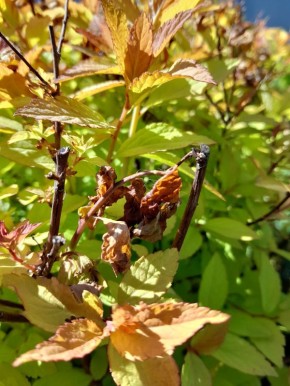 ��� ������������ ������������ ����� ���������� ��������: ������ � ������������