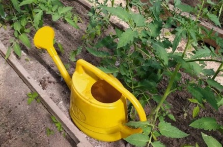 ��� �������� ������ � ������ �������, ������� ����� ��������� ������