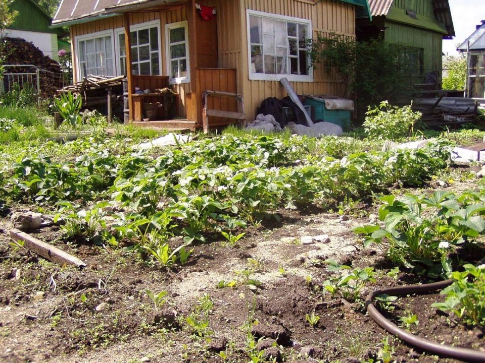 ������� ����������� �����: ��� � �� ������� ��� �������