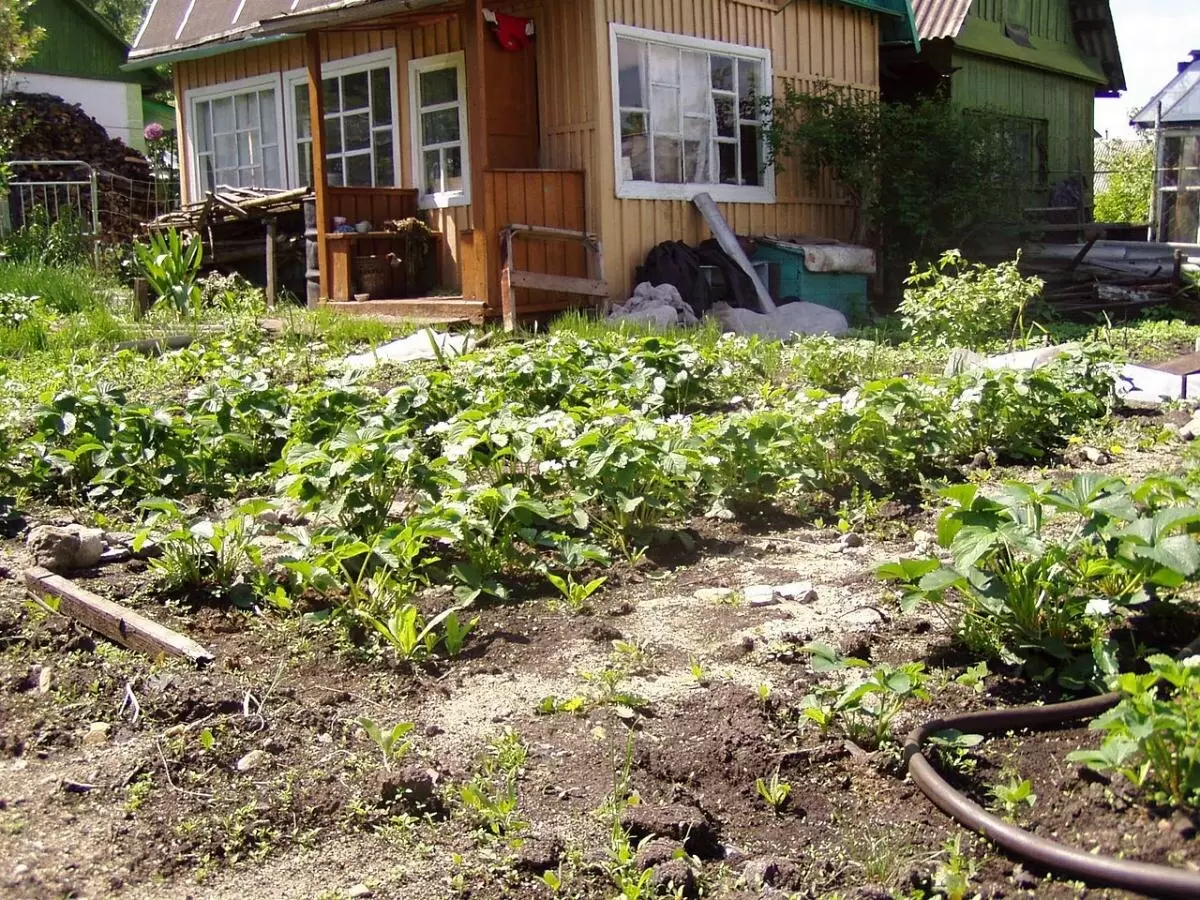 Секреты плодородной земли: миф о ее «отдыхе» под угрозой