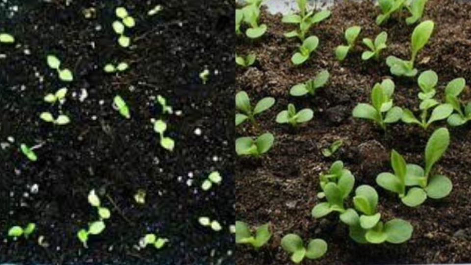 ��� �������� ����������� ��������� ���������� ���� �� ��������� ��� ���