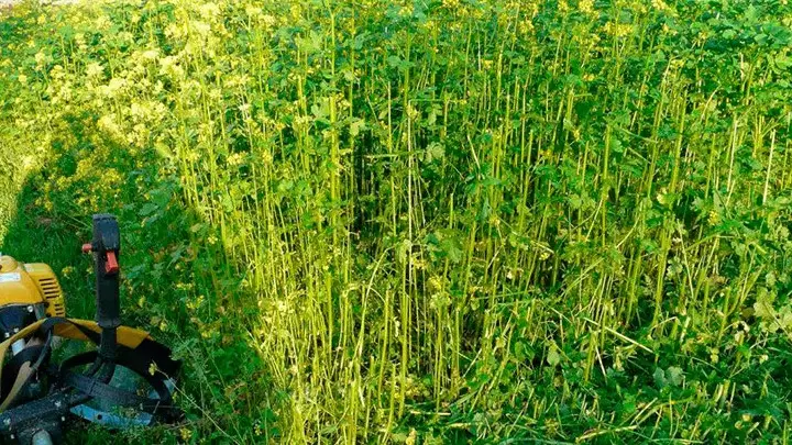 Сидераты: как избежать неприятностей и повысить урожай на 30%