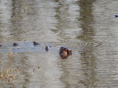 В Твери самец лягушки пытался "оседлать" бутылку