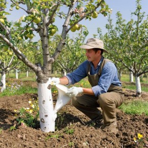 ������ ������� �����: ��� ����������� ��� � ����