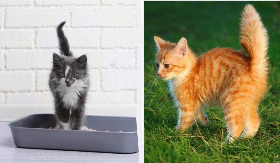 ��� ������������ ����� ������ ����: ������� �������� ������