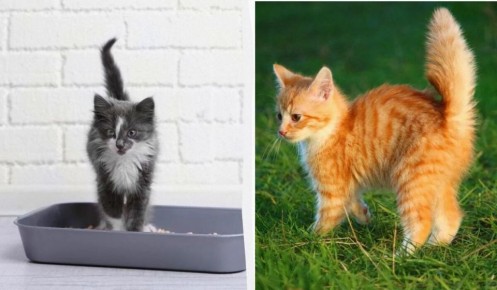 ��� ������������ ����� ������ ����: ������� �������� ������