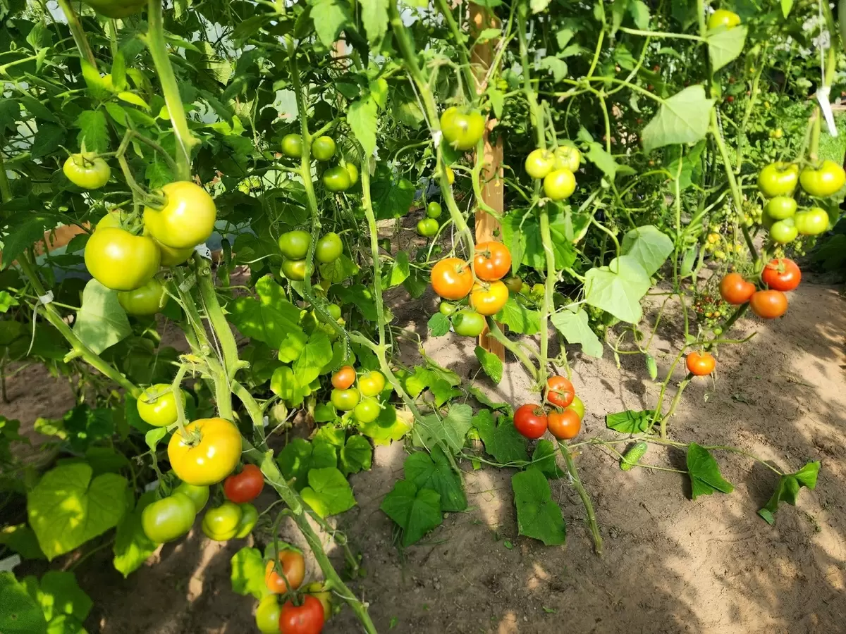 Секреты успешного урожая помидоров: как справиться с холодным летом