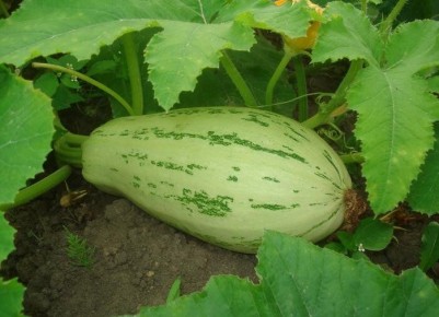 Выращивание кабачков: доступный способ получать свежие овощи прямо у себя дома