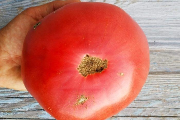 ����� ������ ���������� �������: ����� ���������� ������