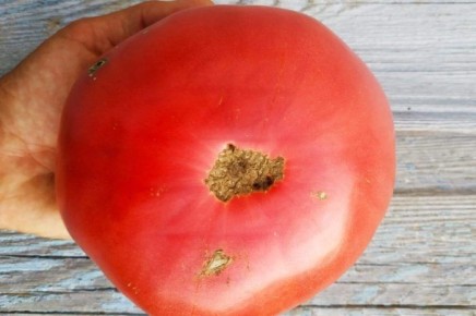 Томат Винный Болгарский Великан: тайны идеального урожая