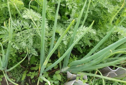 Влияние соседства культур на урожай