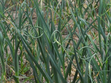 ������ ������� ������ ������� � ��� ������������� �������� �� ������