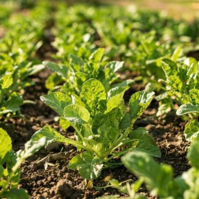 ��� ������� ���������� ���� � ���������� � ������� ������