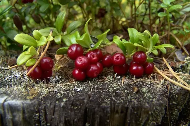 Как легко и быстро приготовить изысканное клюквенное повидло дома