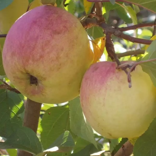 Яблоня Самоцвет: универсальный сорт крупноплодных яблок для любых условий
