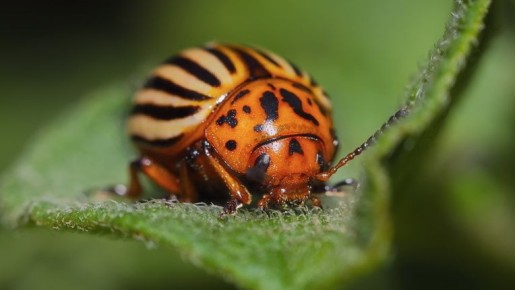 Почему Престиж не спасает от колорадского жука: пять ключевых ошибок дачников