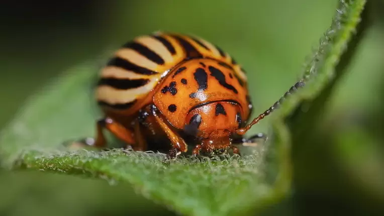 Почему Престиж не спасает от колорадского жука: пять ключевых ошибок дачников