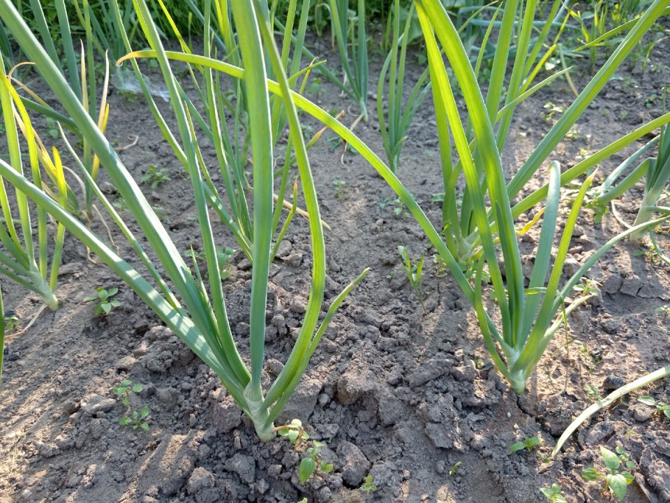 ��� ����, ���� ��� ��� �������� ������������� � ����: ������ � ������������