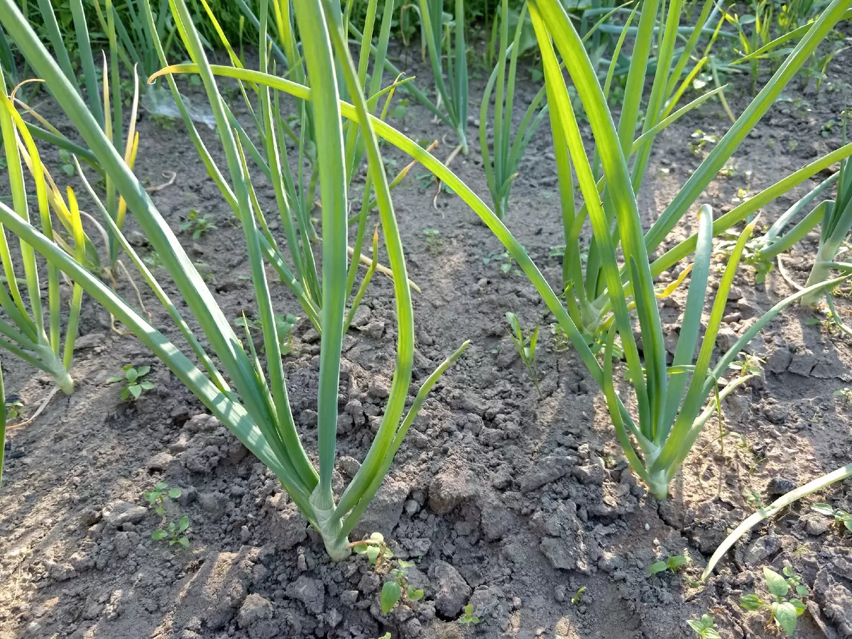 Как быть, если ваш лук начинает стрелковаться в июле: советы и рекомендации