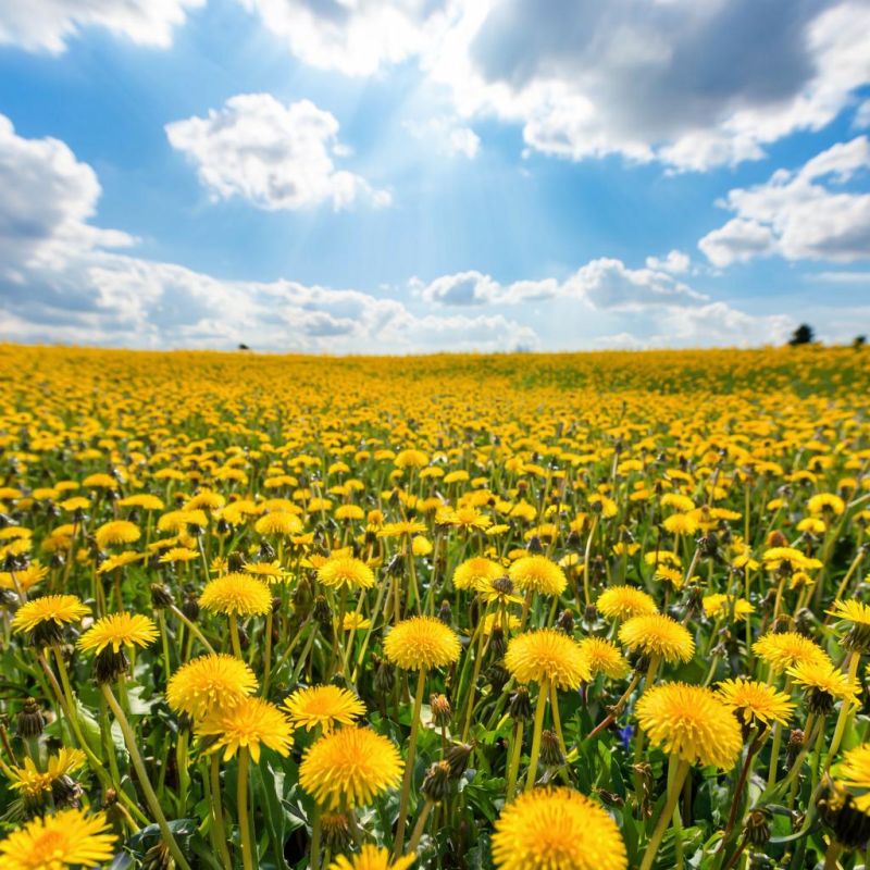 ��� ���������� ���������� ���������� ������� ��������: �������� ������ � ���������