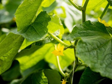 ������ � ���������: ������ ������������ �� ������ ����� ��������