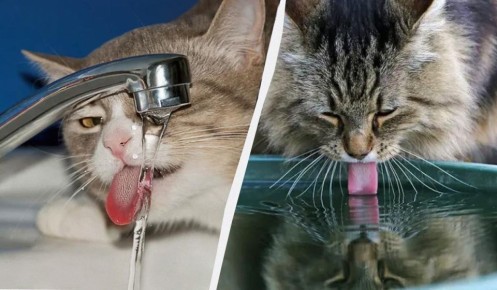 Почему коты трогают лапой воду: загадки поведения наших пушистиков