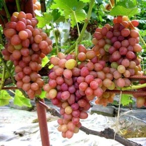 �������� �����: ����� ������� ����, ���������� ������ ���������