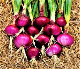 ��� ���������� ����������� ��� � �������: ������ �� ��������� ����� �� �������� � ����������