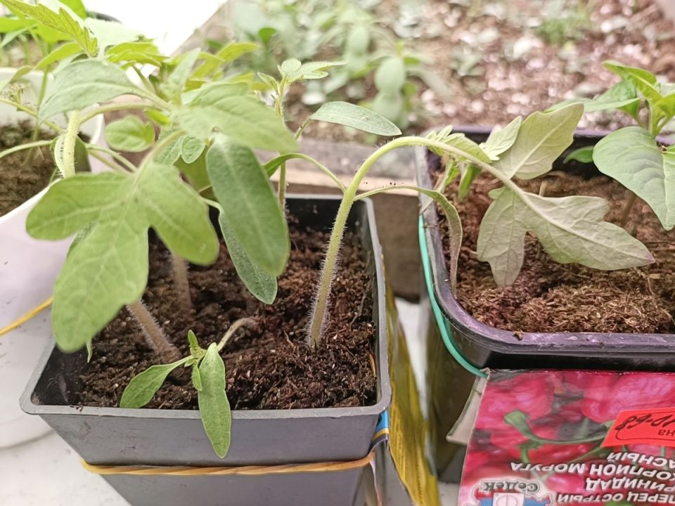 ��� ������� ��������� ������ ��� ������������ ������������