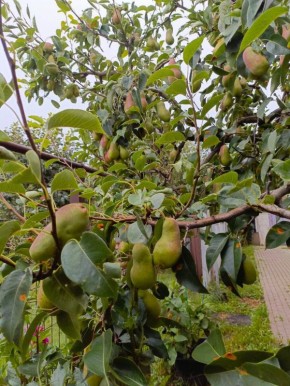 ������� ��������� �������� ��������: ������� ��������� ����