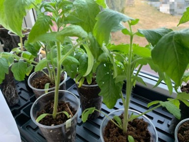 ��� �������� ������������ �������: ������ �� ����������