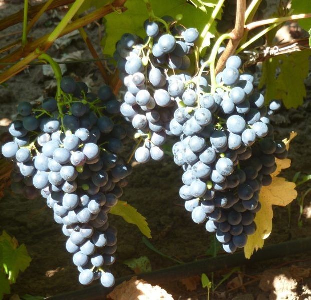 �������� ��������: ���������� ���� ��� �������� �������