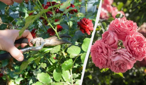 ��� �������� �������� ��� �� ����� �����: ������ �� ����� � ����������