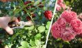 Как продлить цветение роз до самой осени: советы по уходу и подкормкам