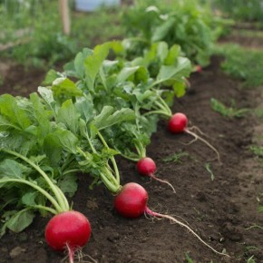 ��� ����� ������, ������� �������� ������� �� 20 ����