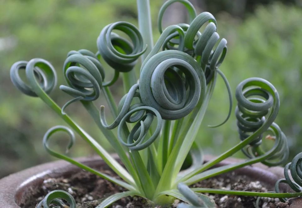 ������� ����������: ������ �� ����������� � �������� �����