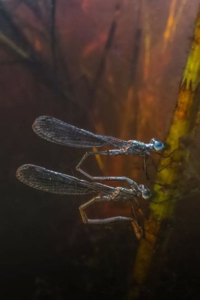 � ����������� �������� ������� ��������, ��� �������� �������� � ������