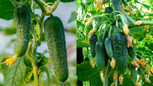 �������� ������: ������� �������� ������ ��� �����������