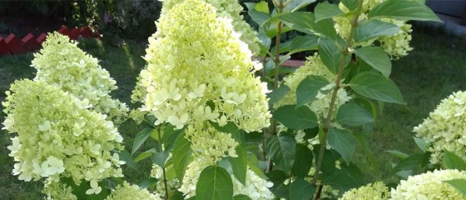 ��� �������� ������������� �������� ���������