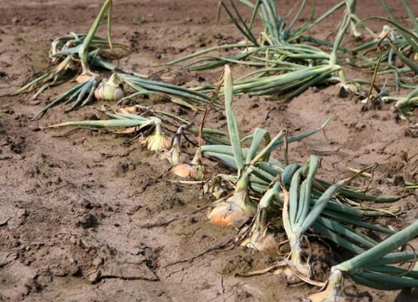 ������ ��� ������� �� ������ � ��� � ���� ��������