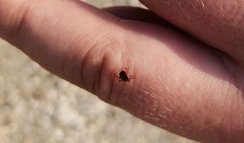 � ����������� ������ �������� ��������������� ���������