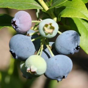 ���-10 ������ �������� ��� ������� ������ ������