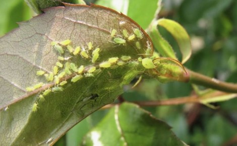 ����������� �������� �������� ������ ���