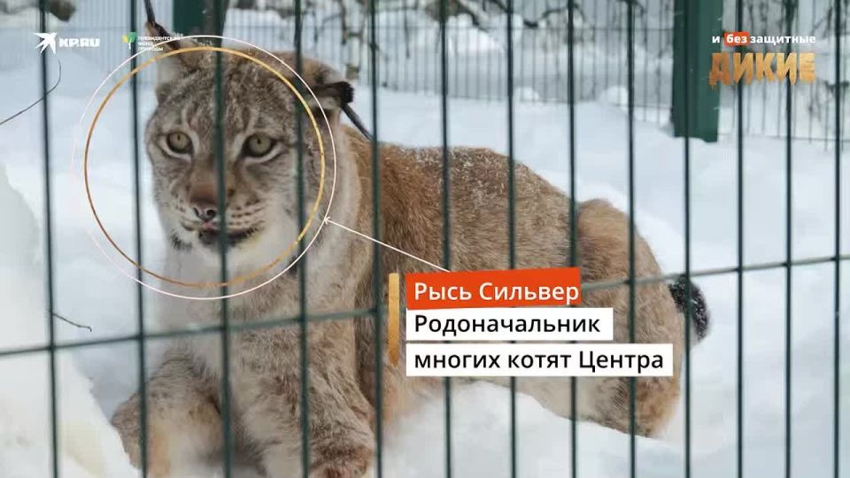 Реабилитационный центр диких животных «Ромашка» спасает рысей и птиц