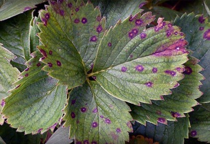 ����� ����������� ���������: ��� ���������� � ��� ��������