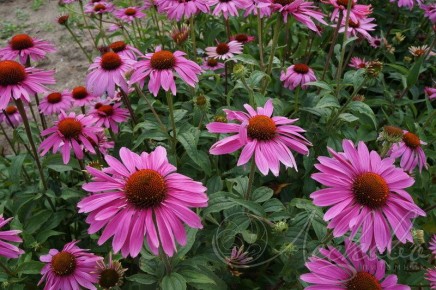 ���� �� ���������: ��� ����������� �������� � ���� � ������� ������� ���������